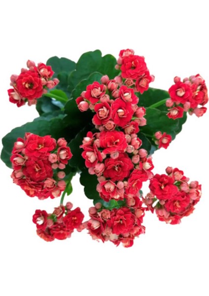Kalanchoe - Kalanşo Çiçeği (Kırmızı Çiçekli)