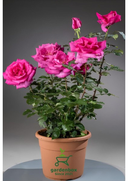 Pembe Renk Isparta Gülü Yoğun Kokulu 1 Adet 30-50 cm