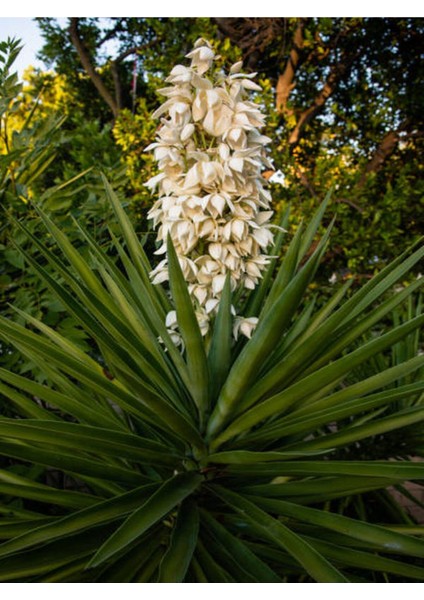Videolu Avize Yukka Çiçeği 1 Adet Saksılı 80-100 cm İç Mekan Ev Ofis Bitkisi (Yucca)