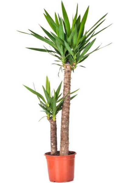 Videolu Avize Yukka Çiçeği 1 Adet Saksılı 80-100 cm İç Mekan Ev Ofis Bitkisi (Yucca) fiyatları
