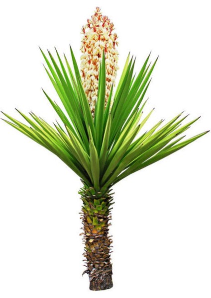 Videolu Avize Yukka Çiçeği 1 Adet Saksılı 80-100 cm İç Mekan Ev Ofis Bitkisi (Yucca) modelleri