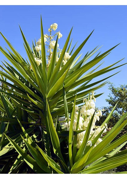 Videolu Avize Yukka Çiçeği 1 Adet Saksılı 80-100 cm İç Mekan Ev Ofis Bitkisi (Yucca) indirimleri