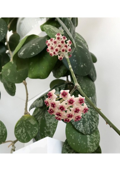 Videolu Pembe Renk Hoya Mum Çiçeği 1 Adet Saksılı 10-15 cm İç Mekan Salon Ev Bitkisi (Hoya Carnaso)
