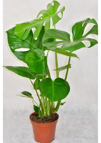 Videolu Deve Tabanı Bitkisi 1 Adet Saksılı 60-100 cm İç Mekan Salon Ofis Bitkisi (Monstera Deliciosa)