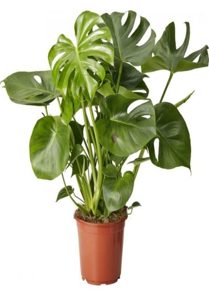Videolu Deve Tabanı Bitkisi 1 Adet Saksılı 60-100 cm İç Mekan Salon Ofis Bitkisi (Monstera Deliciosa) fiyatları