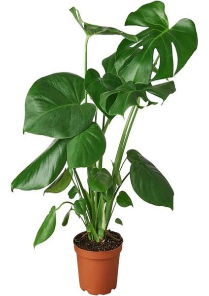 Videolu Deve Tabanı Bitkisi 1 Adet Saksılı 60-100 cm İç Mekan Salon Ofis Bitkisi (Monstera Deliciosa) modelleri