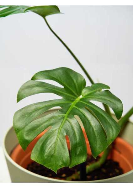 Videolu Deve Tabanı Bitkisi 1 Adet Saksılı 60-100 cm İç Mekan Salon Ofis Bitkisi (Monstera Deliciosa) fırsatları