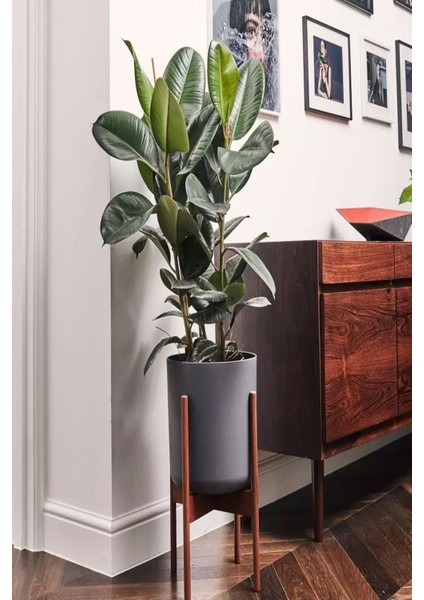 Kauçuk Bitkisi 2 Köklü 60-80 cm modelleri