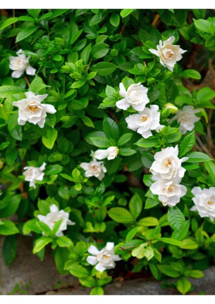 Gardenya Çiçeği-Gardenia Jasminoides- Köklü,kendi Bitkini Yetiştir
