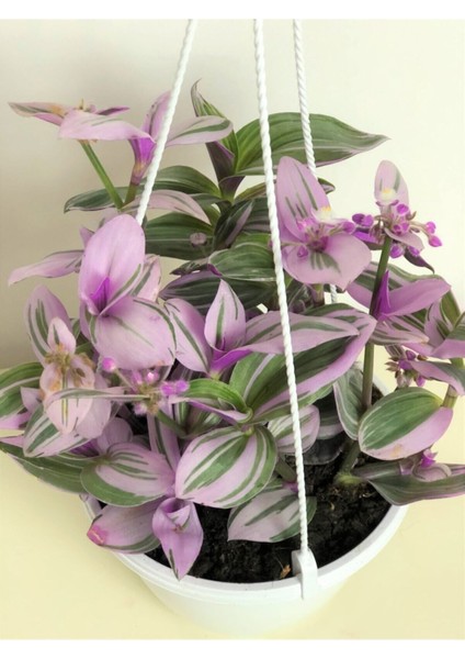 Tradescantia Nanouk (Pembe Telgraf Çiçeği)