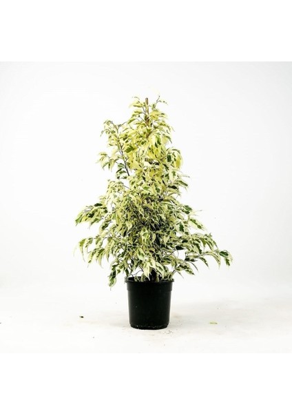 Videolu Benjamin Bitkisi Alaca Yapraklı 1 Adet Saksılı 60-80 cm İç Mekan Bitkisi(Ficus Benjamina)