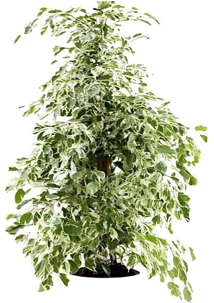 Videolu Benjamin Bitkisi Alaca Yapraklı 1 Adet Saksılı 60-80 cm İç Mekan Bitkisi(Ficus Benjamina)