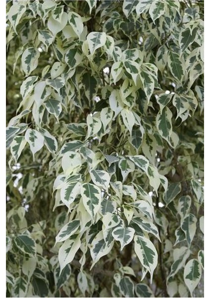 Videolu Benjamin Bitkisi Alaca Yapraklı 1 Adet Saksılı 60-80 cm İç Mekan Bitkisi(Ficus Benjamina)