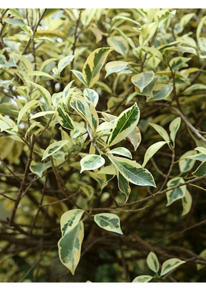 Videolu Benjamin Bitkisi Alaca Yapraklı 1 Adet Saksılı 60-80 cm İç Mekan Bitkisi(Ficus Benjamina)