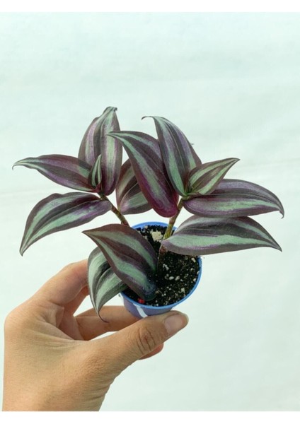 Bordo Telgraf Çiçeği 5.5 cm Saksıda