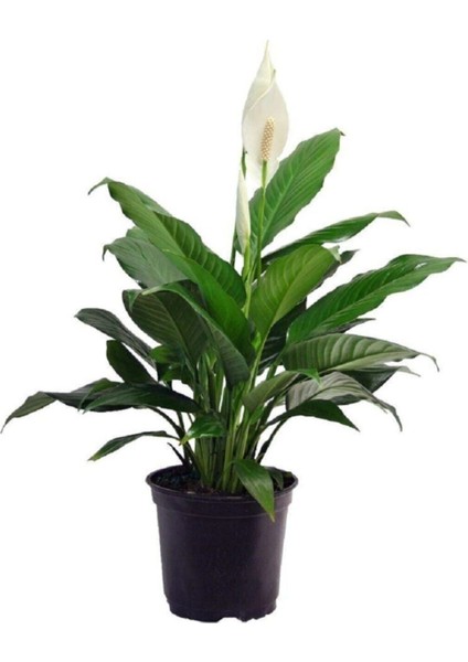 Videolu 1 Adet Barış Çiçeği 50-80 cm Saksılı İç Mekan Bitkileri Spathiphyllum