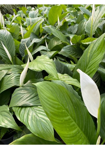 Videolu 1 Adet Barış Çiçeği 50-80 cm Saksılı İç Mekan Bitkileri Spathiphyllum modelleri