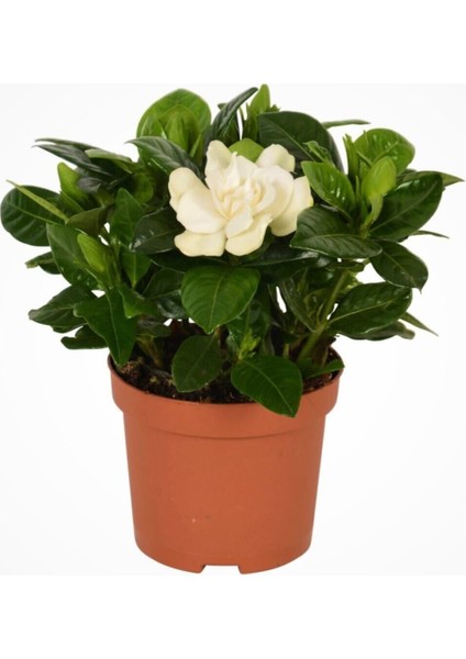 Videolu Yoğun Kokulu Gardenya 1 Adet Saksılı 15-30 cm Ev Ofis Salon Bitkisi (Gardenia Jasmionides ) fiyatları