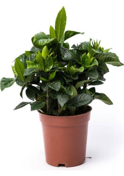 Videolu Yoğun Kokulu Gardenya 1 Adet Saksılı 15-30 cm Ev Ofis Salon Bitkisi (Gardenia Jasmionides ) fırsatları