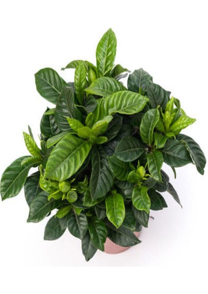 Videolu Yoğun Kokulu Gardenya 1 Adet Saksılı 15-30 cm Ev Ofis Salon Bitkisi (Gardenia Jasmionides ) indirimleri