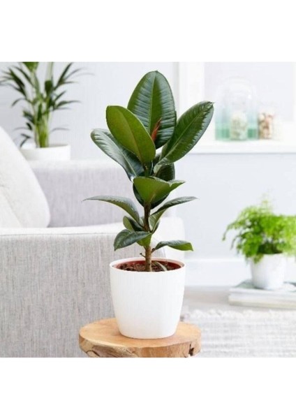Kauçuk Bitkisi 55-65 cm (Beyaz Hediye Paketi ile Beraber) + Mini Çiçek Hediyeli fiyatları