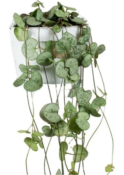 Ceropegia Woodii Kalp Kalbe