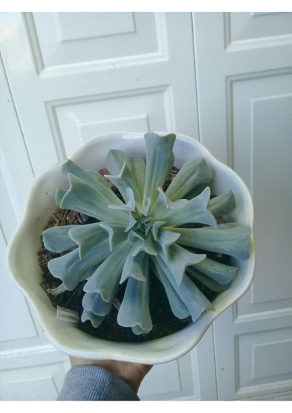 Videolu Sukulent Echeveria Runyonii Topsy Turvy Bitkisi 1 Adet Saksılı 5-10 cm Salon Bitkisi fiyatları