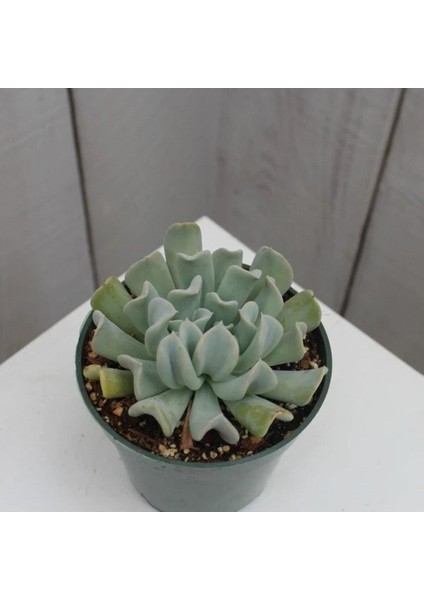 Videolu Sukulent Echeveria Runyonii Topsy Turvy Bitkisi 1 Adet Saksılı 5-10 cm Salon Bitkisi modelleri