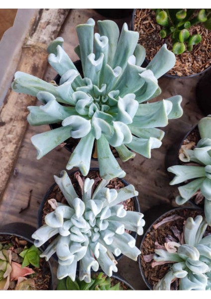 Videolu Sukulent Echeveria Runyonii Topsy Turvy Bitkisi 1 Adet Saksılı 5-10 cm Salon Bitkisi fırsatları