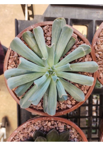 Videolu Sukulent Echeveria Runyonii Topsy Turvy Bitkisi 1 Adet Saksılı 5-10 cm Salon Bitkisi indirimleri