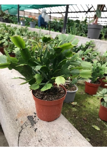 Kaktüs Yılbaşı Çiçeği 1 Adet Sakslı - Tüplü 10 - 25 cm İç Mekan Bitkisi (Paskalya)