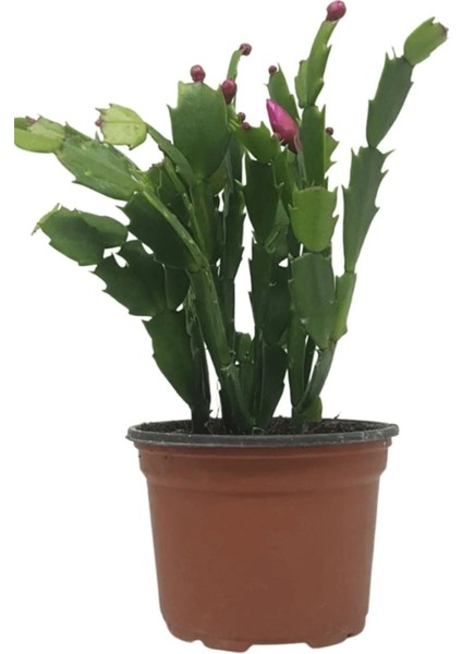 Kaktüs Yılbaşı Çiçeği 1 Adet Sakslı - Tüplü 10 - 25 cm İç Mekan Bitkisi (Paskalya)