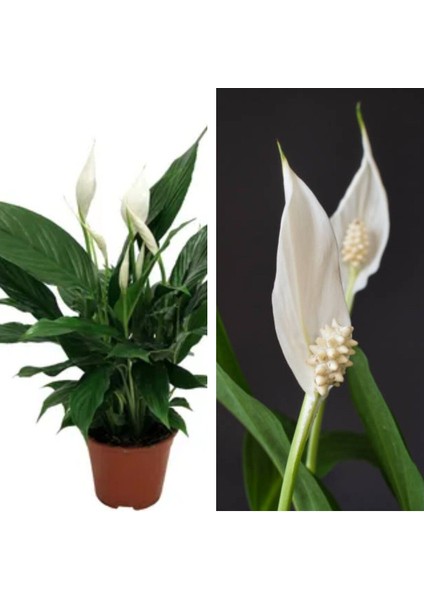 Videolu 1 Adet Beyaz Barış Çiçeği 50-80 cm Saksılı İç Mekan Bitkileri Spathiphyllum