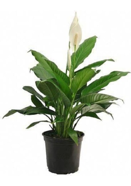 Videolu 1 Adet Beyaz Barış Çiçeği 50-80 cm Saksılı İç Mekan Bitkileri Spathiphyllum fiyatları