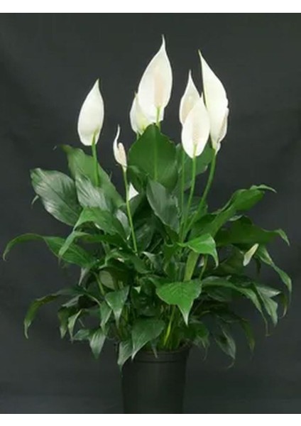 Videolu 1 Adet Beyaz Barış Çiçeği 50-80 cm Saksılı İç Mekan Bitkileri Spathiphyllum modelleri