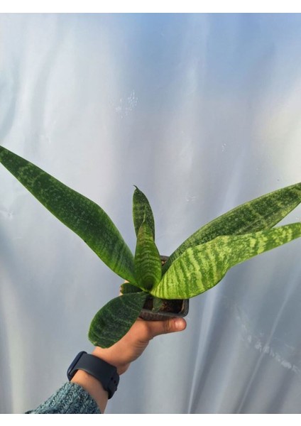 Videolu Kılıçı Bitkisi Peygamber Kılıç Çiçeği 1 Adet Saksılı 15-25 cm İç Mekan Bitkisi (Sansevaria) fiyatları