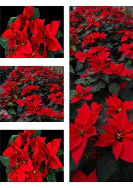 Videolu Noel Yıldızı Atatürk Çiçeği Fidanı 30-40 cm Saksılı İç Mekan Bitkileri Poinsettia