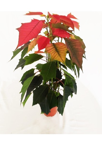 Videolu Gösterişli Atatürk Çiçeği Fidanı 30-40 cm Saksılı İç Mekan Bitkileri Euphorbia Pulcherrima fiyatları