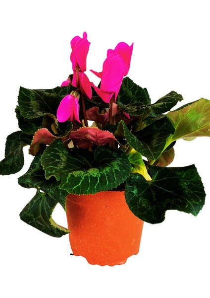 Pembe Bol Çiçekli Sıklamen 25 - 35 cm Saksılı İç Mekan Bitkileri Pink Cyclamen modelleri