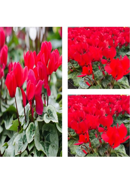 Videolu Bol Çiçekli Kırmızı Sıklamen Çiçeği 30-45 cm Saksılı İç Mekan Bitkileri Red Cyclamen