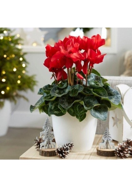 Videolu Bol Çiçekli Kırmızı Sıklamen Çiçeği 30-45 cm Saksılı İç Mekan Bitkileri Red Cyclamen modelleri