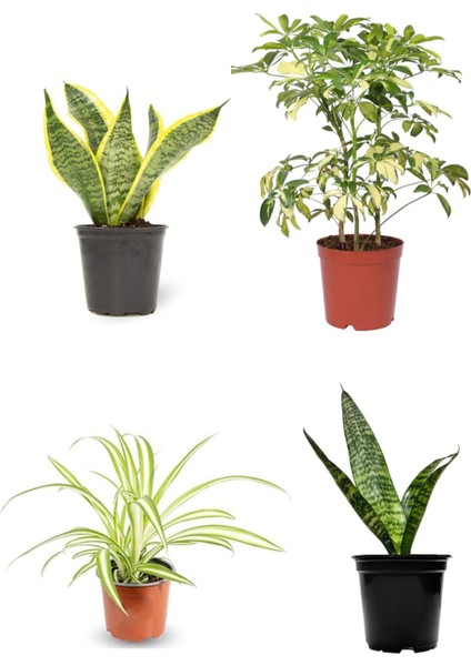 Videolu 4'lü Paşa Kılıcı/Sarılı Paşa Kılıcı/Kurdela Çiçeği 25-40 cm Tek Dal Alacalı ŞEFLERA30-60 cm