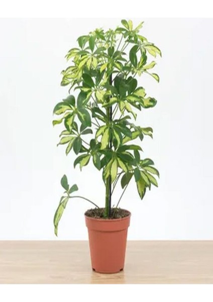 Videolu 4'lü Paşa Kılıcı/Sarılı Paşa Kılıcı/Kurdela Çiçeği 25-40 cm Tek Dal Alacalı ŞEFLERA30-60 cm fiyatları