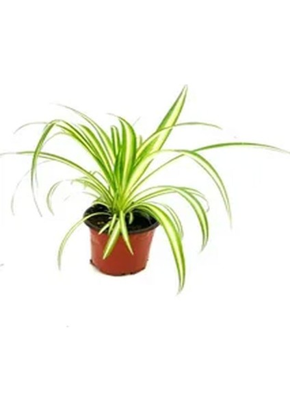 Videolu 4'lü Paşa Kılıcı/Sarılı Paşa Kılıcı/Kurdela Çiçeği 25-40 cm Tek Dal Alacalı ŞEFLERA30-60 cm indirimleri