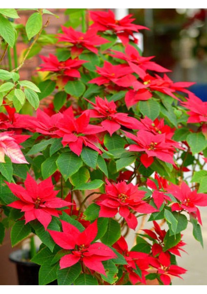 Videolu Ponsetya Atatürk Çiçeği 1 Adet Saksılı 30-60 cm Salon Ofis Bitkisi (Euphorbia Pulcherrima)