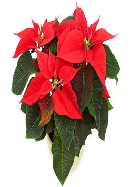 Videolu Ponsetya Atatürk Çiçeği 1 Adet Saksılı 30-60 cm Salon Ofis Bitkisi (Euphorbia Pulcherrima) fırsatları