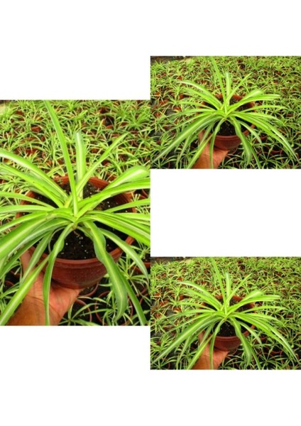 Videolu Kurdele Çiçeği 3 Adet Saksılı/ Tüplü 15-25 cm Bahçe-Salon Bikisi (Chlorophytum)
