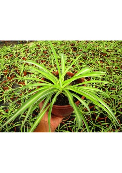 Videolu Kurdele Çiçeği 3 Adet Saksılı/ Tüplü 15-25 cm Bahçe-Salon Bikisi (Chlorophytum) fiyatları