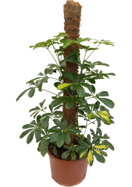 Şeflera 2'li, Yeşil Yapraklı Beşparmak Çiçeği fırsatları