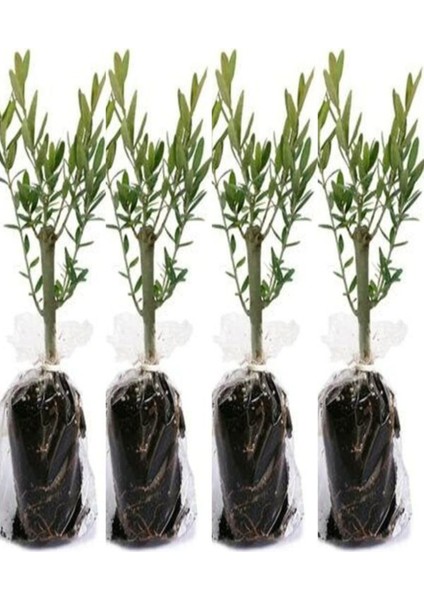 Videolu 10'lu Zeytin Fidanı 30-40 cm Tüplü İç Mekan Bitkileri Olive Sapling